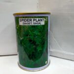 Spider plant(Saget, Saga)