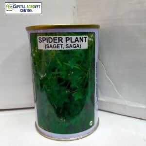 Spider plant(Saget, Saga)