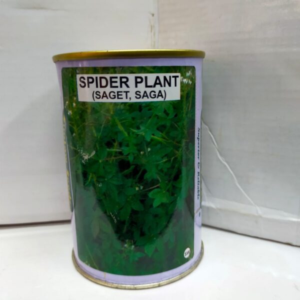 Spider plant(Saget, Saga)